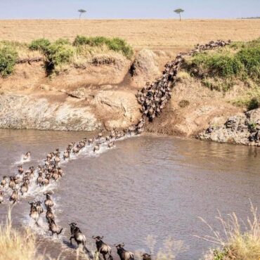 Masai Mara